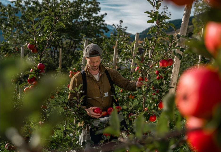 Bilde av arbeider hos Gardspresseriet